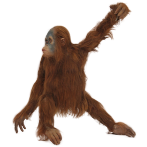 Orangutan PNG-31374